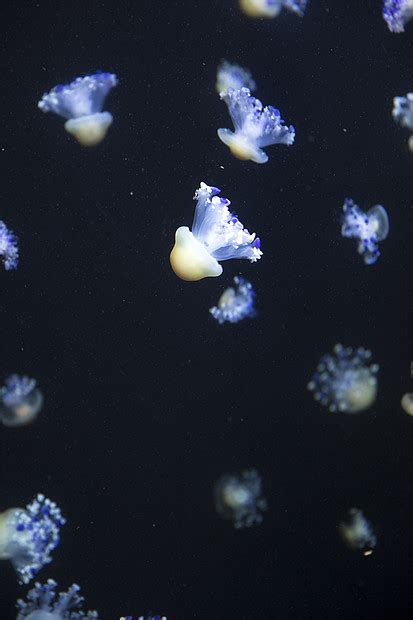 明亮的水母漂浮黑暗的海水中高清图片下载-正版图片300167927-摄图网