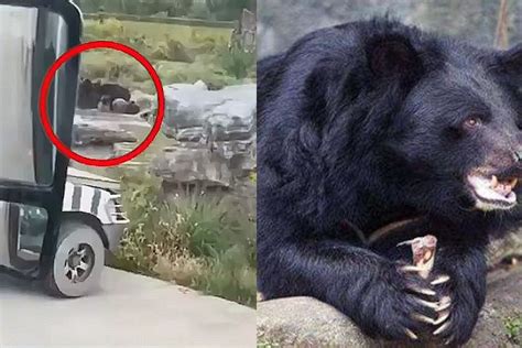 八达岭动物园熊咬人视频公布：黑熊被驱赶后游客继续投食_高清1080P在线观看平台_腾讯视频