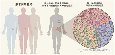 中国科大发现介导肿瘤免疫抑制的神经内分泌通路和免疫治疗新靶点