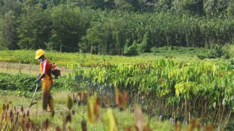 一带一路”农业行】老牌国企为老挝橡胶产业带来新生机 - 焦点新闻 - 丽水在线-丽水本地视频新闻综合门户网站