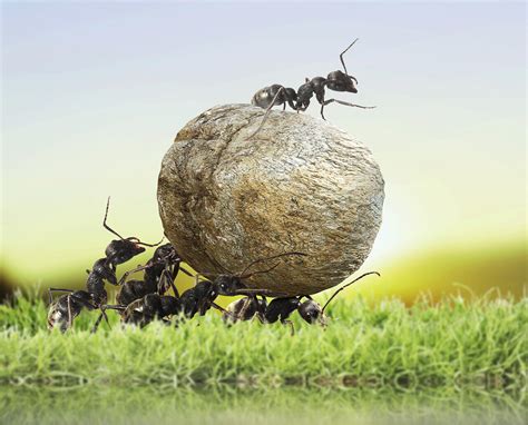 蚂蚁团队合作大图,蚂蚁团队,团队合作图片_大山谷图库