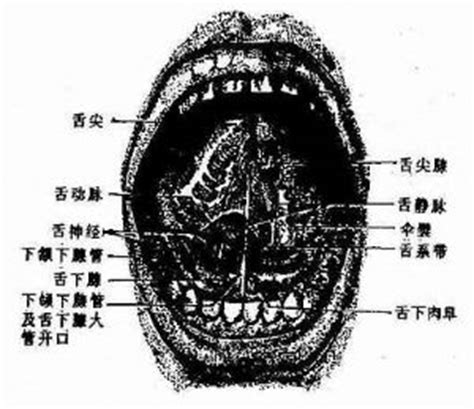口腔图解图片
