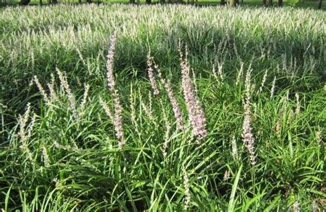 沿阶草在苗期的生长需要具备哪些条件？其中温度和光照最重要