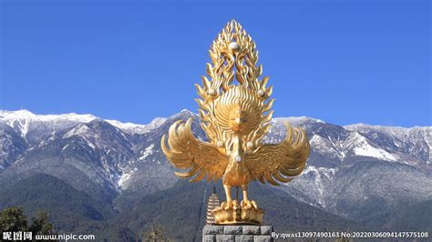 金翅鸟图片