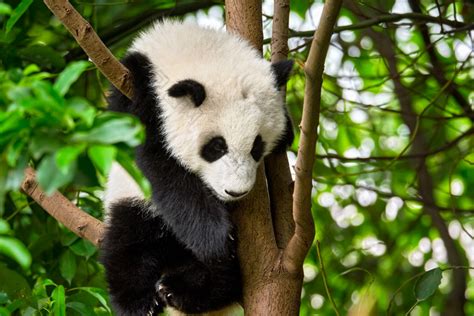 熊猫挂在树上高清图片下载_红动中国