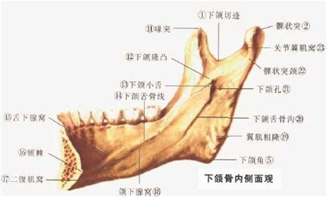 人体下颌骨解剖示意图-人体解剖图,_医学图库