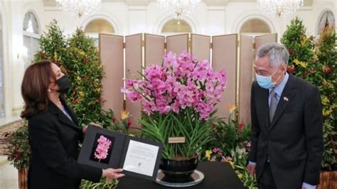 美国副总统哈里斯访问新加坡 获赠以她名字命名的兰花_凤凰网视频_凤凰网
