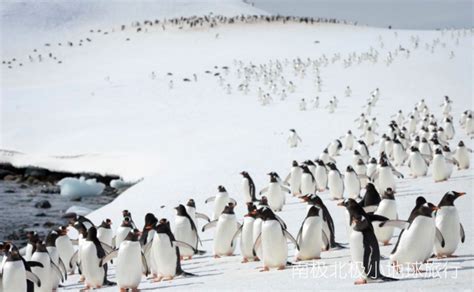 企鹅生存在南极高清图片下载-正版图片600294503-摄图网