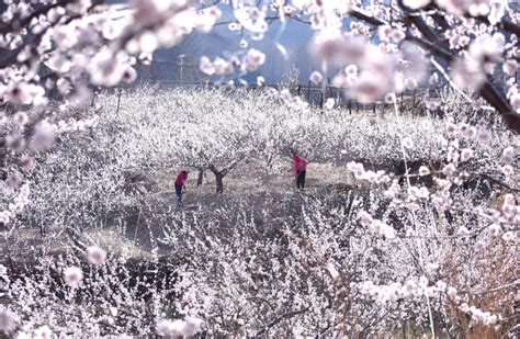 最是一年春好处，绝胜烟柳满皇都，50张照片告诉你中国春天的美