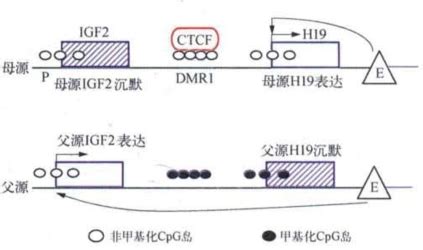 上海生科院发现调控种子印迹基因表达新机制_要闻_资讯_种业商务网
