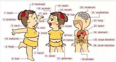 英语单词大全：生活中最常用的英语单词——身体部位英语单词-新东方网