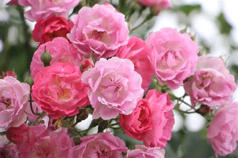 蔷薇的花语是什么?蔷薇的寓意和象征-行业新闻-中国花木网
