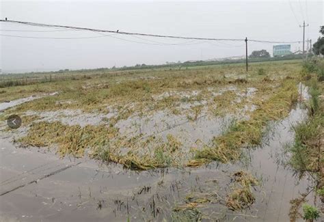 临沂部分县区遭遇暴雨洪涝灾害 农田一片汪洋 - 海报新闻