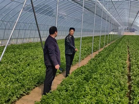 靖边县杨桥畔镇沙畔村：做强蔬菜产业 助力乡村振兴 - 靖边 - 陕西网