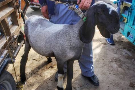 刀郎羊多少钱一只，附刀郎羊的外貌特征和生产性能 - 农敢网