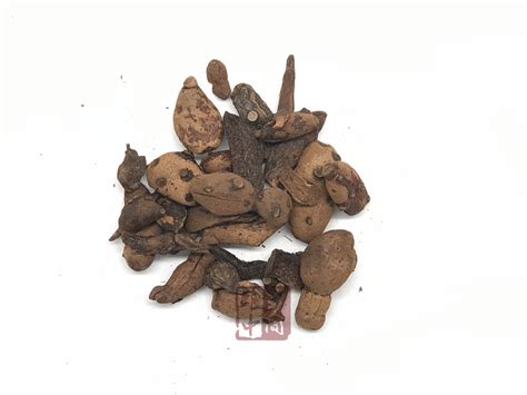 骨碎补的图片