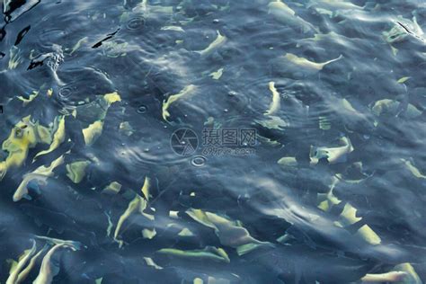 新鲜大黑鱼png图片免费下载-素材7mzUakgee-新图网