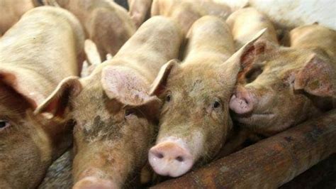 今日猪价继续大幅下跌 预计猪价格有击穿25元/公斤的可能农业资讯-农信网