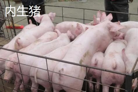 华北型猪品种及主要特征 - 惠农网
