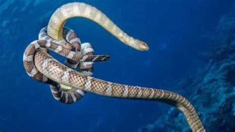 实拍海蛇和电鳗海底3000米决战_腾讯视频