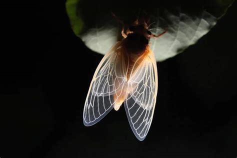 蝉的发育过程几个阶段 - 知百科