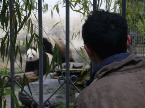 大熊猫在动物界中是个什么样的地位? 说出来你都不敢信|活化石|大熊猫|熊猫_新浪新闻