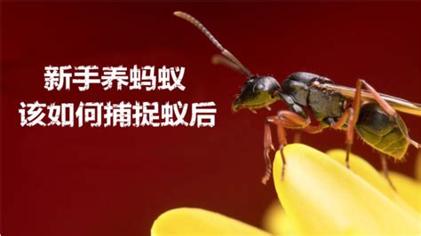 蚂蚁社会（上） | 中国国家地理网