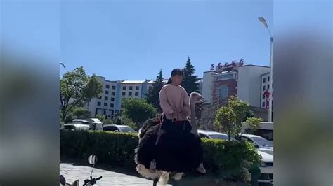 云南小女孩骑鸵鸟上学从容淡定_凤凰网视频_凤凰网