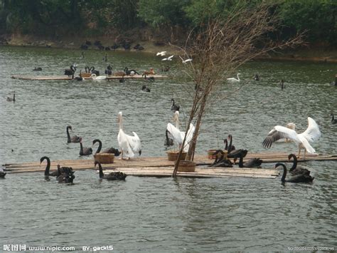 甘肃高台黑河湿地栖息繁殖的鸟 - 自然之声