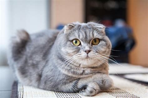 什么品种的猫最不好养（盘点又贵又难养的5种猫） - 胖萌舍宠物网