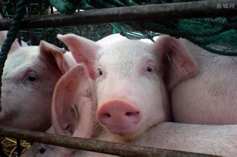 今日猪肉价格多少钱一斤？2021年2月8日猪肉价格最新行情 - 惠农网