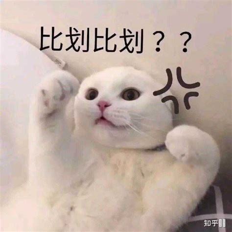 有哪些适合怼人的表情包？ - 知乎