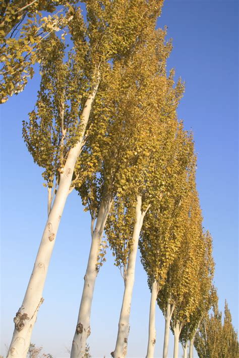 白桦树和白杨树的区别-农百科
