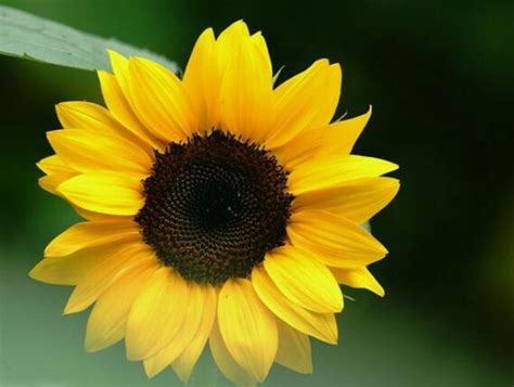 向日葵为什么会随着太阳转 - 业百科