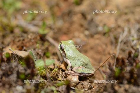 アマガエル 写真素材 [ 5000879 ] - フォトライブラリー photolibrary