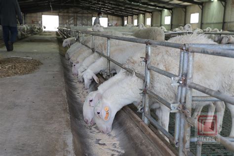 武威市人民政府 科技特派员在行动 8月29日，市畜科院科技特派员肉羊产业小分队，在古浪县开展技术指导