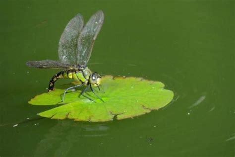 蜻蜓点水绿叶上的蓝色蜻蜓高清图片下载_红动中国