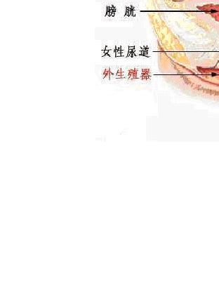 女性内生殖器解剖模型_上海柏州科教设备有限公司