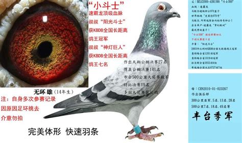 鸽界现用的羽色名称-勇箭鸽舍-中国信鸽信息网 www.chinaxinge.com