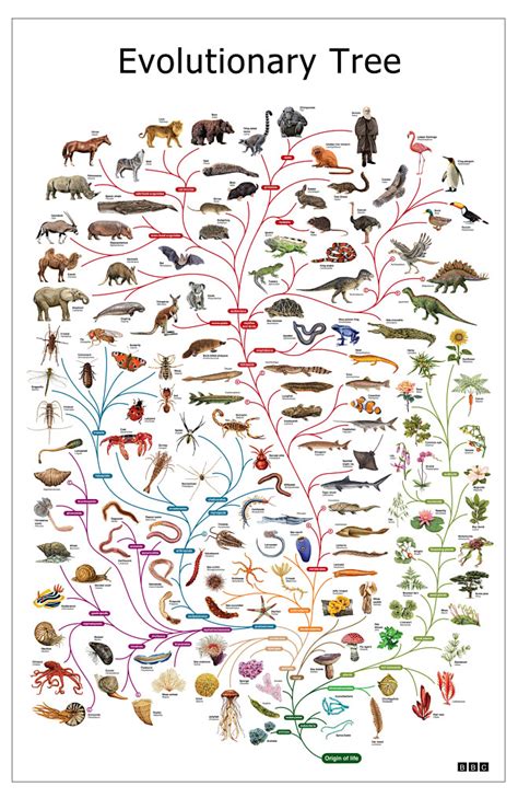 #生物# 进化树，via BBC《Life》
