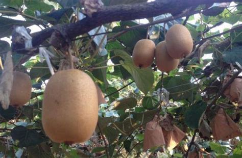 猕猴桃结果需要几年，附种植技术要点-农百科