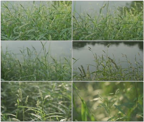 常在河边的草是什么草,_大山谷图库