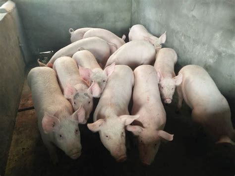 养猪场里的猪高清图片下载-正版图片600146164-摄图网