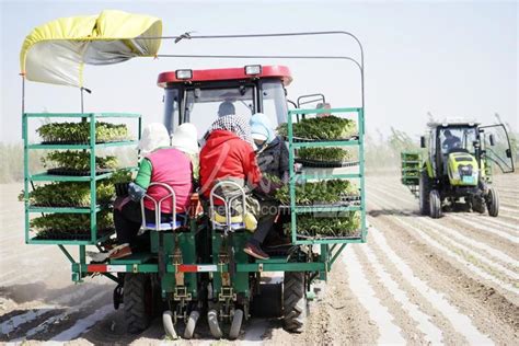 新疆昌吉：4.8万亩加工番茄机械化种植拉开序幕-人民图片网
