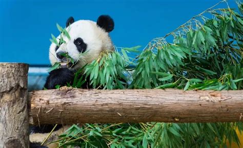 武汉动物园有序恢复开放