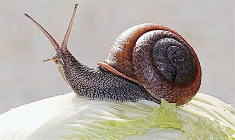 蜗牛到底有多少颗牙齿？把蜗牛嘴巴放大以后，具体数字太吓人|大自然|蜗牛|牙齿_新浪新闻