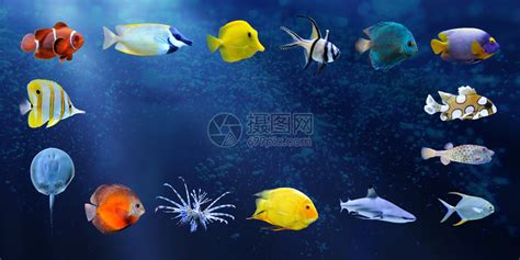 蓝色背景的热带鱼类大藏鱼量以高清图片下载-正版图片503463663-摄图网