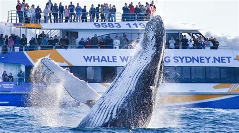 全球最佳观赏鲸鱼的地方 世界著名观鲸胜地-无法拒绝的巨型萌物 世界著名观鲸胜地-去哪儿好-回归旅游网