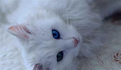 孕妇梦见白猫是什么意思周公解梦_食养源