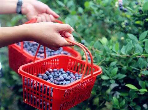 蓝莓采摘-泰安新泰市吉丰园果蔬采摘园